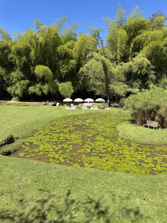 Paisaje del lago rodeado de vegetación